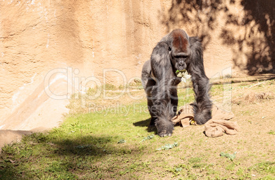 Western Lowland Gorilla