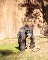 Western Lowland Gorilla