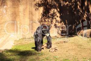 Western Lowland Gorilla