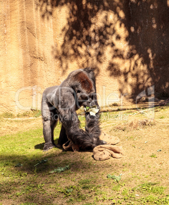 Western Lowland Gorilla