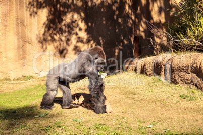 Western Lowland Gorilla