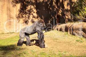 Western Lowland Gorilla