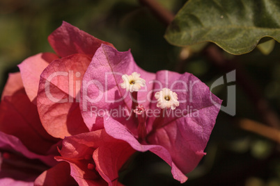 Pink flowers on a Bougainvillea bush vine