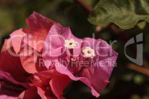 Pink flowers on a Bougainvillea bush vine