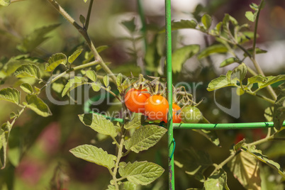 Cherry Tomatoes growing in an organic garden
