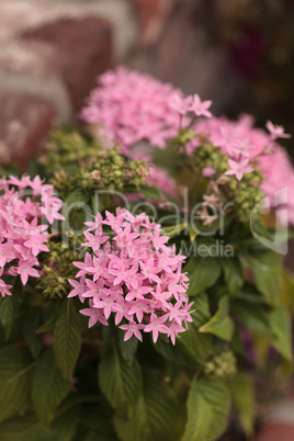 Pink flowers on an Egyptian starcluster Pentas lanceolata