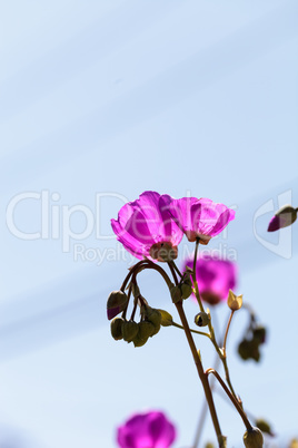 rock purslane flower Calandrinia grandiflora