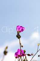 rock purslane flower Calandrinia grandiflora