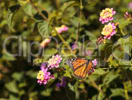 Monarch butterfly, Danaus plexippus