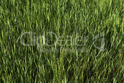 Green grass. natural background texture. fresh spring green grass.