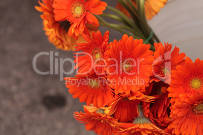 Orange Gerbera jamesonii daisy