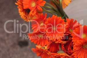Orange Gerbera jamesonii daisy