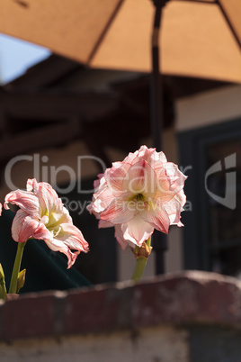 Easter lily flower Lilium longiflorum