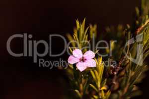 Tiny pink flowers on a Leptospermum Tea Tree bush