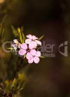Tiny pink flowers on a Leptospermum Tea Tree bush