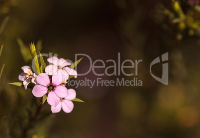 Tiny pink flowers on a Leptospermum Tea Tree bush