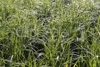 Green grass. natural background texture. fresh spring green grass.