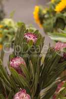 Pink princess protea grandiceps flower