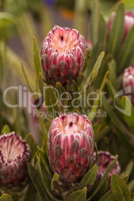 Pink princess protea grandiceps flower