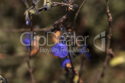 Small purple blue salvia flower