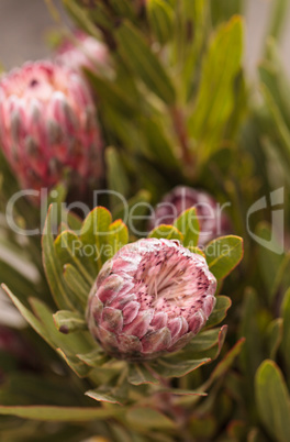 Pink princess protea grandiceps flower