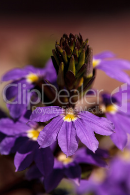 Purple verbena flower