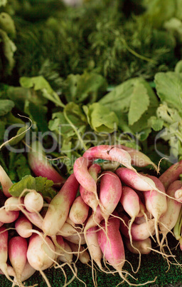 Organic red and white radishes