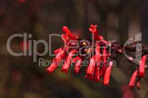 Scarlet Bugler Penstemon centranthifolius
