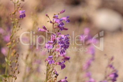 Purple showy penstemon flower Penstemon spectabilis