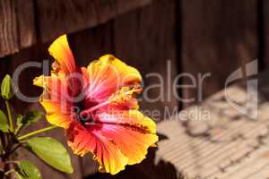 Sunset Hibiscus flower