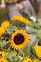 Sunflower, Helianthus annuus, blooms