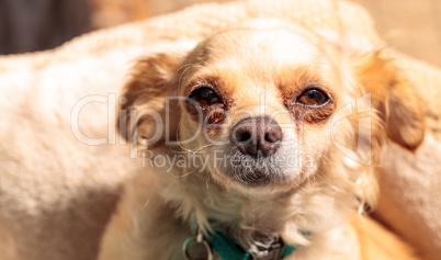 Small blond Chihuahua puppy dog