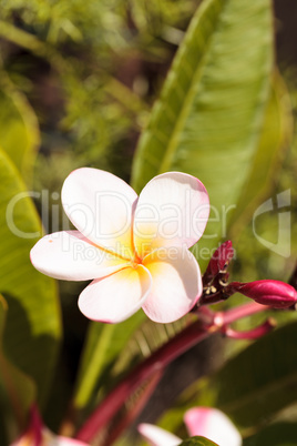 Hawaiian pink and white plumeria hybrid