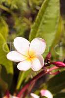 Hawaiian pink and white plumeria hybrid