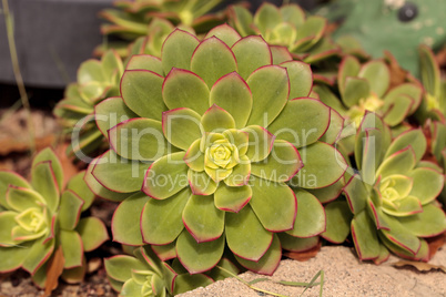 Succulent Echeveria pulidonis