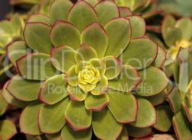 Succulent Echeveria pulidonis