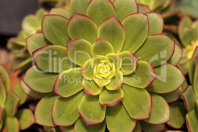 Succulent Echeveria pulidonis