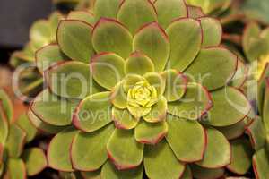 Succulent Echeveria pulidonis