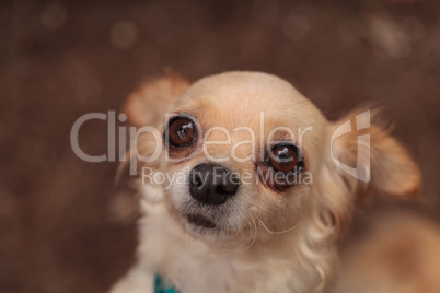 Tan cream colored Chihuahua puppy dog