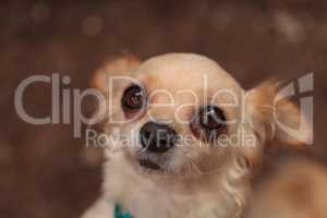 Tan cream colored Chihuahua puppy dog