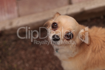 Tan cream colored Chihuahua puppy dog