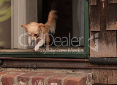 Tan cream colored Chihuahua puppy dog