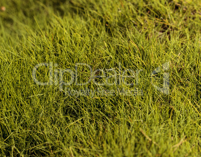 Textured bright green moss background