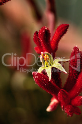 Dark red Tall Kangaroo Paws flowers Anigozanthos flavidus