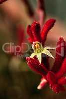 Dark red Tall Kangaroo Paws flowers Anigozanthos flavidus