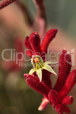 Dark red Tall Kangaroo Paws flowers Anigozanthos flavidus