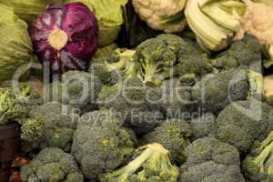 Organic broccoli and red cabbage