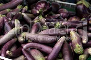 Purple eggplant vegetables
