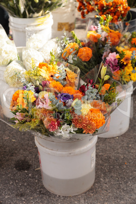 Colorful flowers grown on a farm