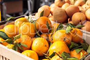 Satsuma Mandarin oranges